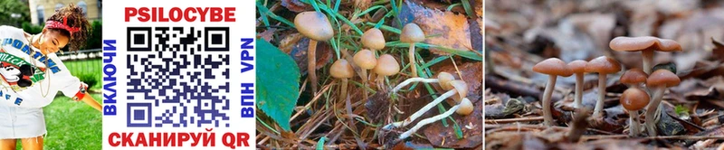 площадка как зайти  Звенигово  Псилоцибиновые грибы GOLDEN TEACHER 